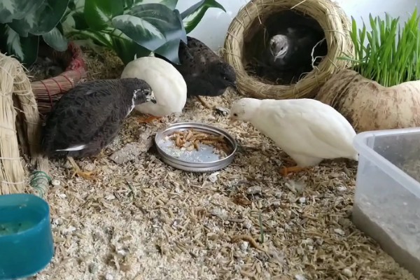 养芦丁鸡的温度要求，温度控制在25-32℃