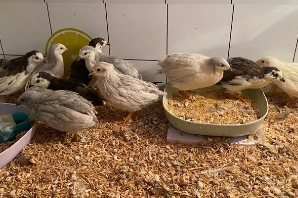 养芦丁鸡的温度要求，温度控制在25-32℃