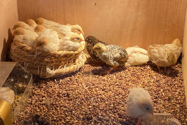 养芦丁鸡的温度要求，温度控制在25-32℃