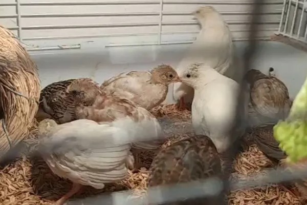 养芦丁鸡的温度要求，温度控制在25-32℃