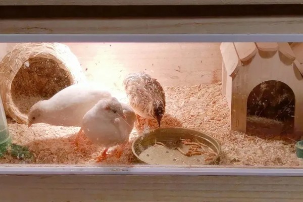 养芦丁鸡的温度要求，温度控制在25-32℃