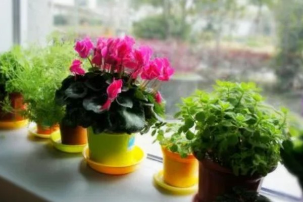 简易的醒花方法，修剪花枝底部后放入水桶中