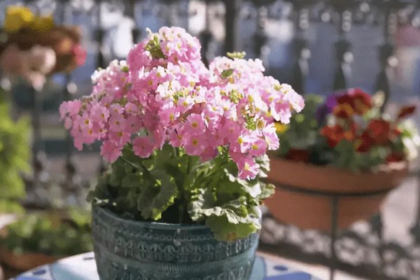 简易的醒花方法，修剪花枝底部后放入水桶中