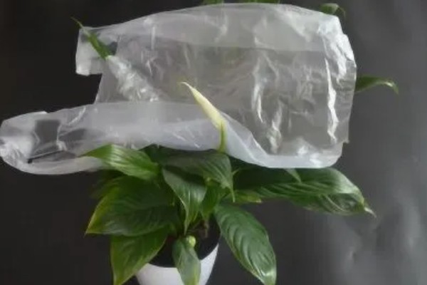 简易的醒花方法，修剪花枝底部后放入水桶中