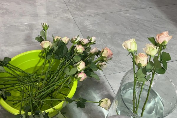 简易的醒花方法，修剪花枝底部后放入水桶中