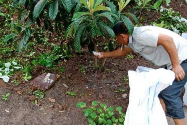 枇杷如何栽培，栽时的苗木应带土球