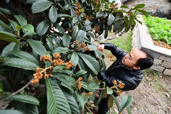 枇杷如何栽培，栽时的苗木应带土球