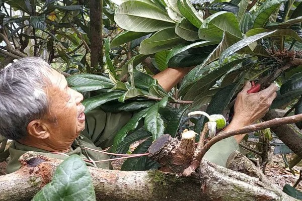 枇杷如何栽培，栽时的苗木应带土球