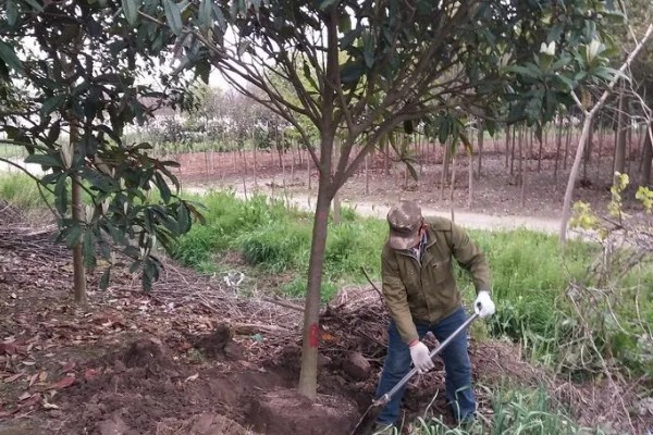 枇杷如何栽培，栽时的苗木应带土球