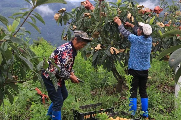枇杷如何栽培，栽时的苗木应带土球