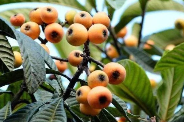 枇杷如何栽培，栽时的苗木应带土球