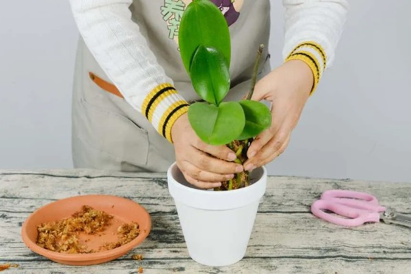 蝴蝶兰花苞蔫了还可以长出来吗，可以长出