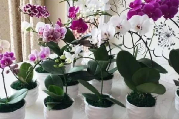 蝴蝶兰花苞蔫了还可以长出来吗，可以长出