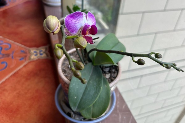 蝴蝶兰花苞蔫了还可以长出来吗，可以长出