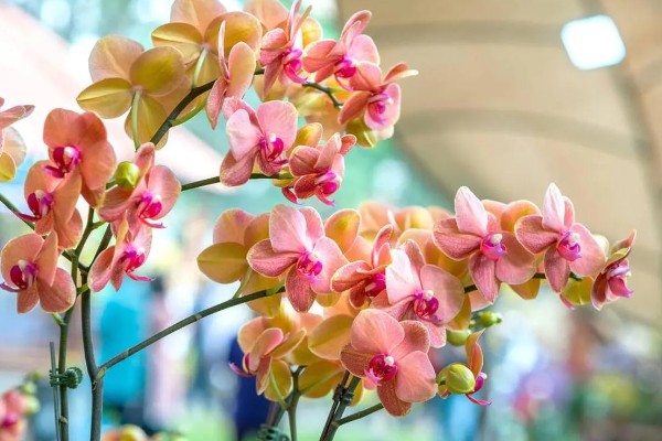 蝴蝶兰花苞蔫了还可以长出来吗，可以长出