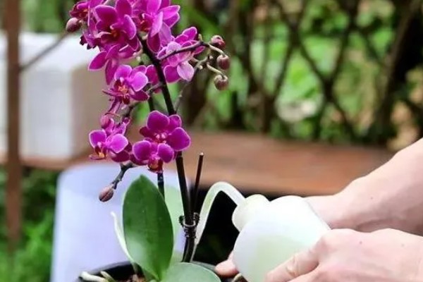 蝴蝶兰花苞蔫了还可以长出来吗，可以长出