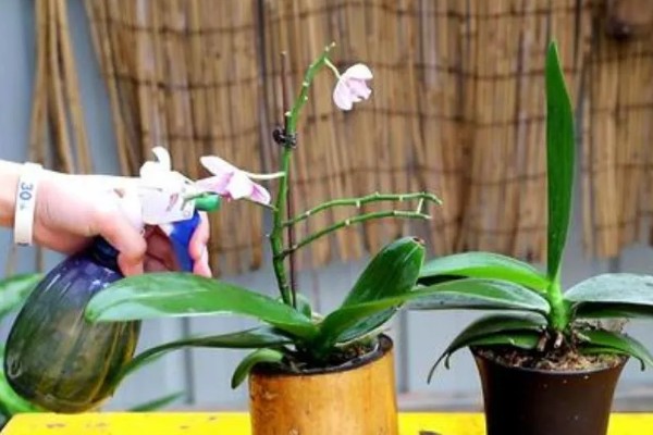 蝴蝶兰花苞蔫了还可以长出来吗，可以长出