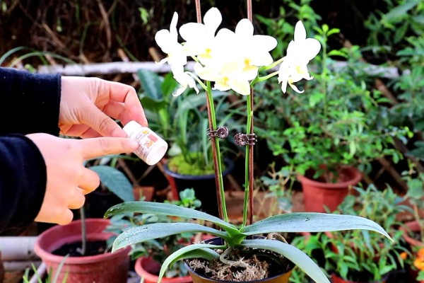 蝴蝶兰花苞蔫了还可以长出来吗，可以长出