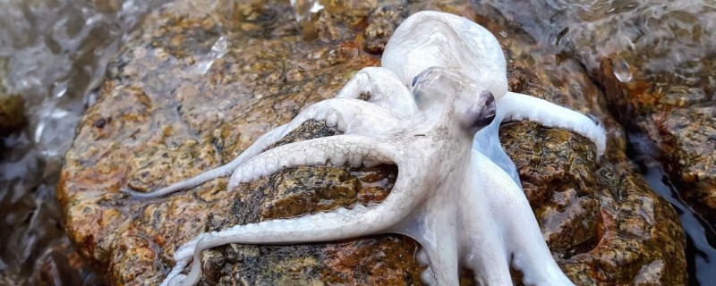 章鱼能不能养活，饲养期间每隔半个月换一次水