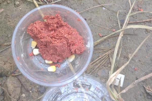 钓鱼没拉丝粉如何解决，可用面粉、蚯蚓、发酵麦粒代替