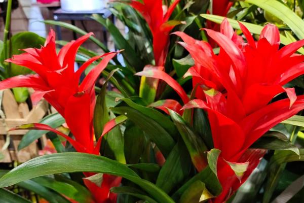 鸿运当头的花期持续时间，一般可以维持3个月左右