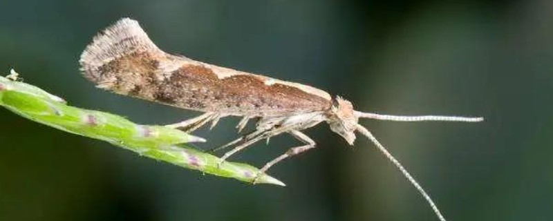 飞蛾的卵成为幼虫需要多长时间，不同品种的卵期有区别