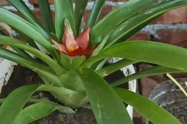 鸿运当头的花期持续时间，一般可以维持3个月左右