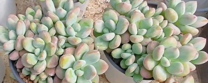 多肉怎么最快繁殖，推荐的是叶插的方式