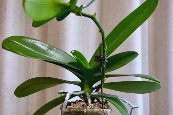 鸿运当头的花期持续时间，一般可以维持3个月左右