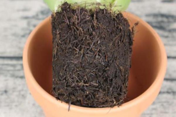 鸿运当头的花期持续时间，一般可以维持3个月左右