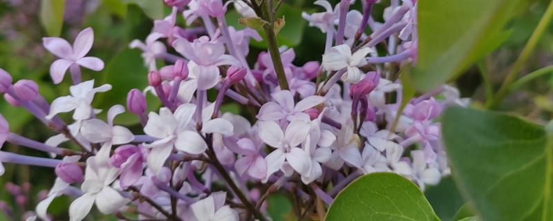 丁香花的花语，白色丁香寓意着神圣的初心