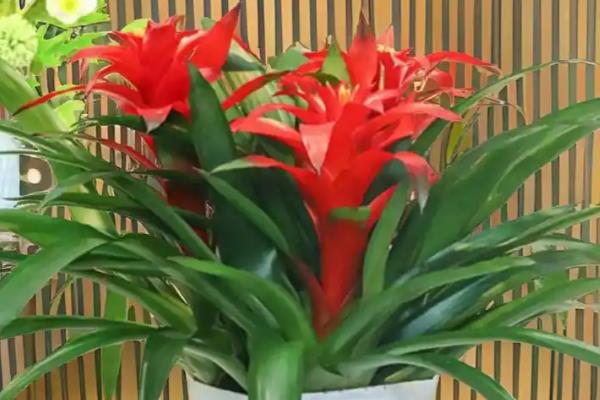 鸿运当头的花期持续时间，一般可以维持3个月左右