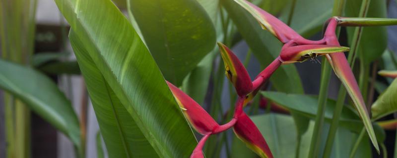 怎么养仙鹤兰花,要每隔一周浇水一次