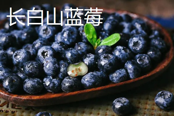 吉林省长白县的特产，长白山蓝莓深受消费者喜爱