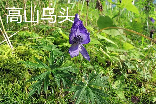 吉林省长白县的特产，长白山蓝莓深受消费者喜爱