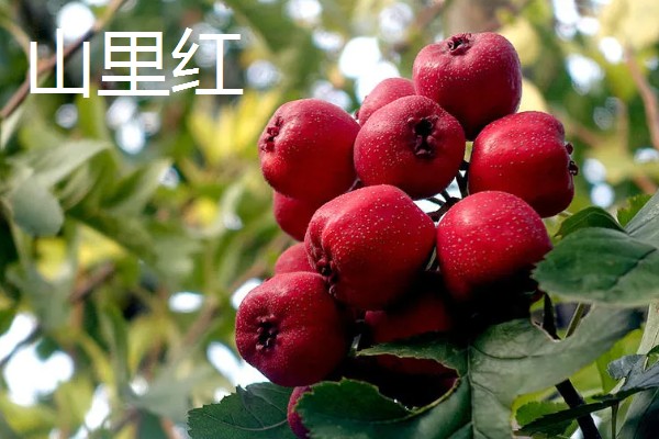 吉林省长白县的特产，长白山蓝莓深受消费者喜爱