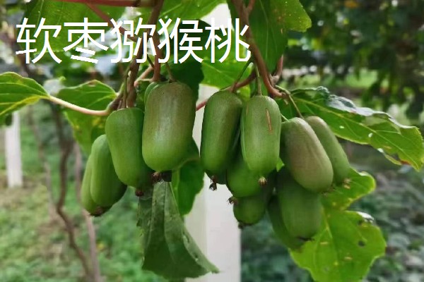 吉林省长白县的特产，长白山蓝莓深受消费者喜爱