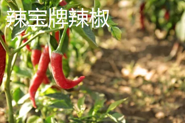 吉林省长白县的特产，长白山蓝莓深受消费者喜爱