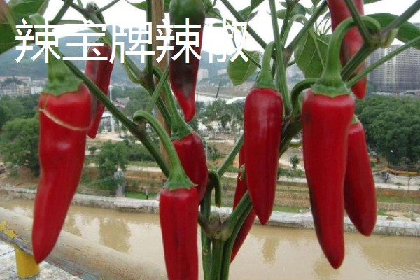 吉林省长白县的特产，长白山蓝莓深受消费者喜爱