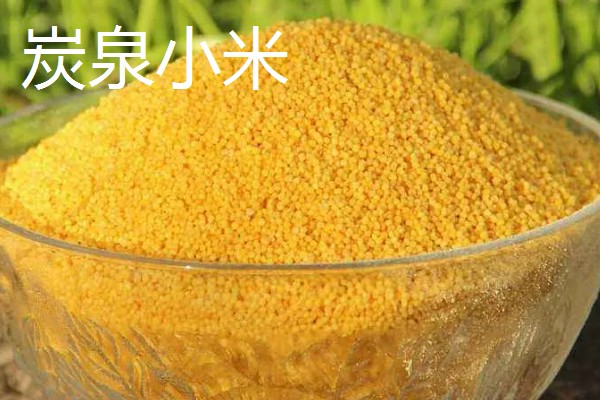 吉林省长白县的特产，长白山蓝莓深受消费者喜爱