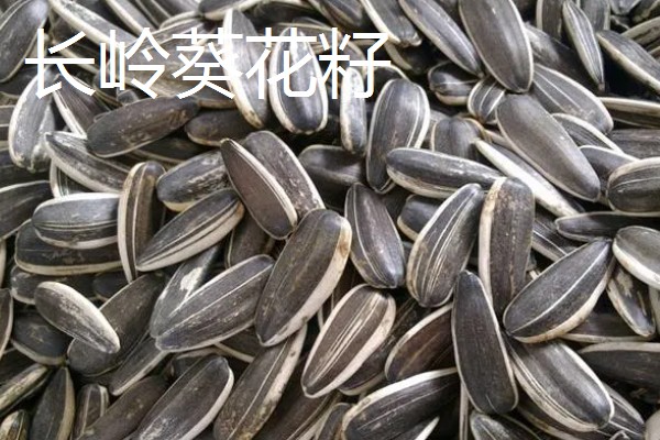 吉林省长白县的特产，长白山蓝莓深受消费者喜爱