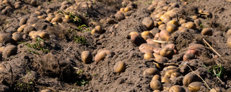 土豆的种植方式，按照20厘米的株距开穴点播