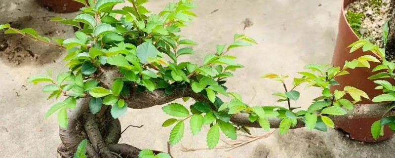 榆树盆景的养殖方法，早春和秋初都要施肥