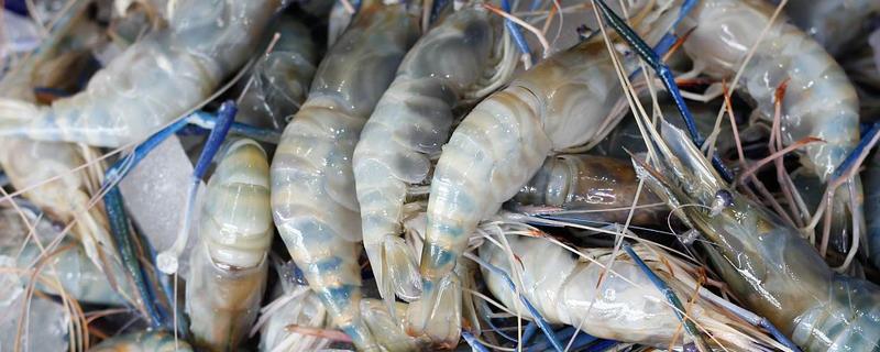 草虾的亩产量，一年可收获600-800公斤左右