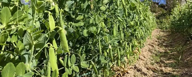 菜豌豆怎么种植，每穴播种量为2-3粒