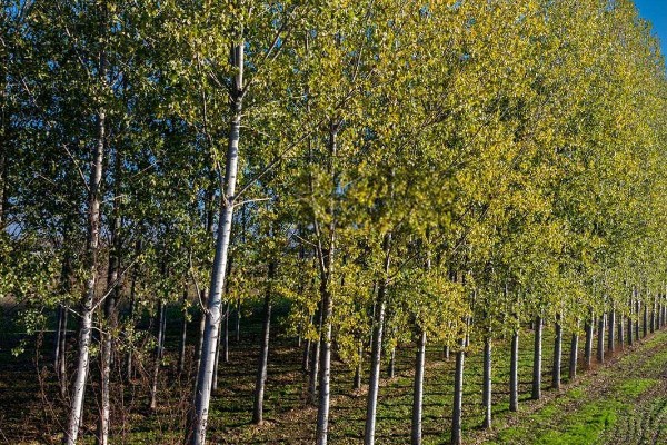 白杨树的简介，喜光不耐荫