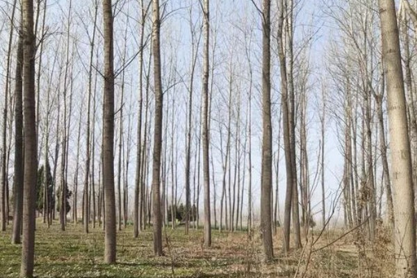 白杨树的简介，喜光不耐荫