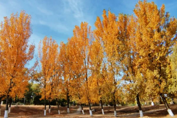 白杨树的简介，喜光不耐荫