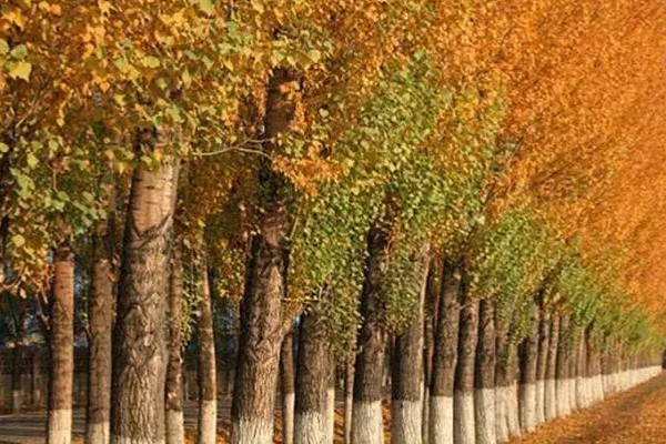 白杨树的简介，喜光不耐荫