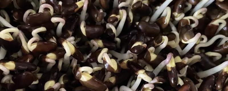 黑豆芽和黑豆苗有什么区别，前者不晒光、后者需要光照